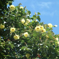 Hibiscus Tiliaceus