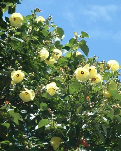 Hibiscus Tiliaceus