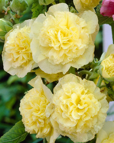 Hollyhocks – Alcea Rosea