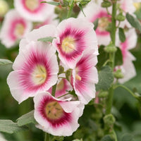 Hollyhocks – Alcea Rosea