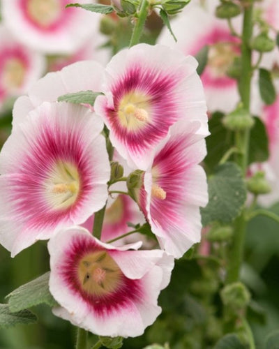 Hollyhocks – Alcea Rosea