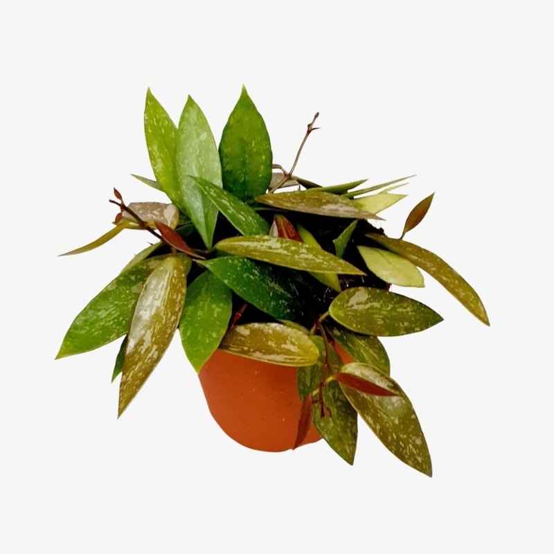 Hoya Carnosa Gracilis