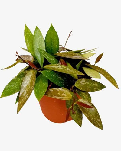 Hoya Carnosa Gracilis