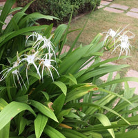 Spider Lily – Hymenocallis Littoralis