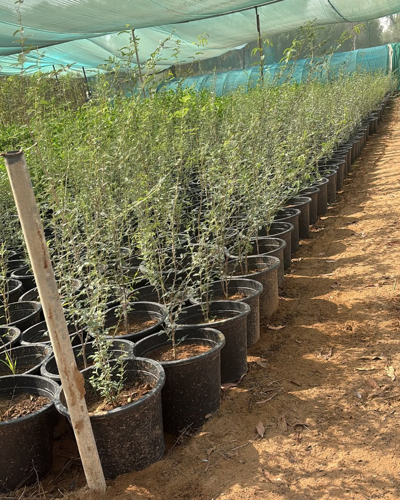9 Devotional Plants Combo – Navaratri