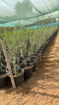 9 Devotional Plants Combo – Navaratri