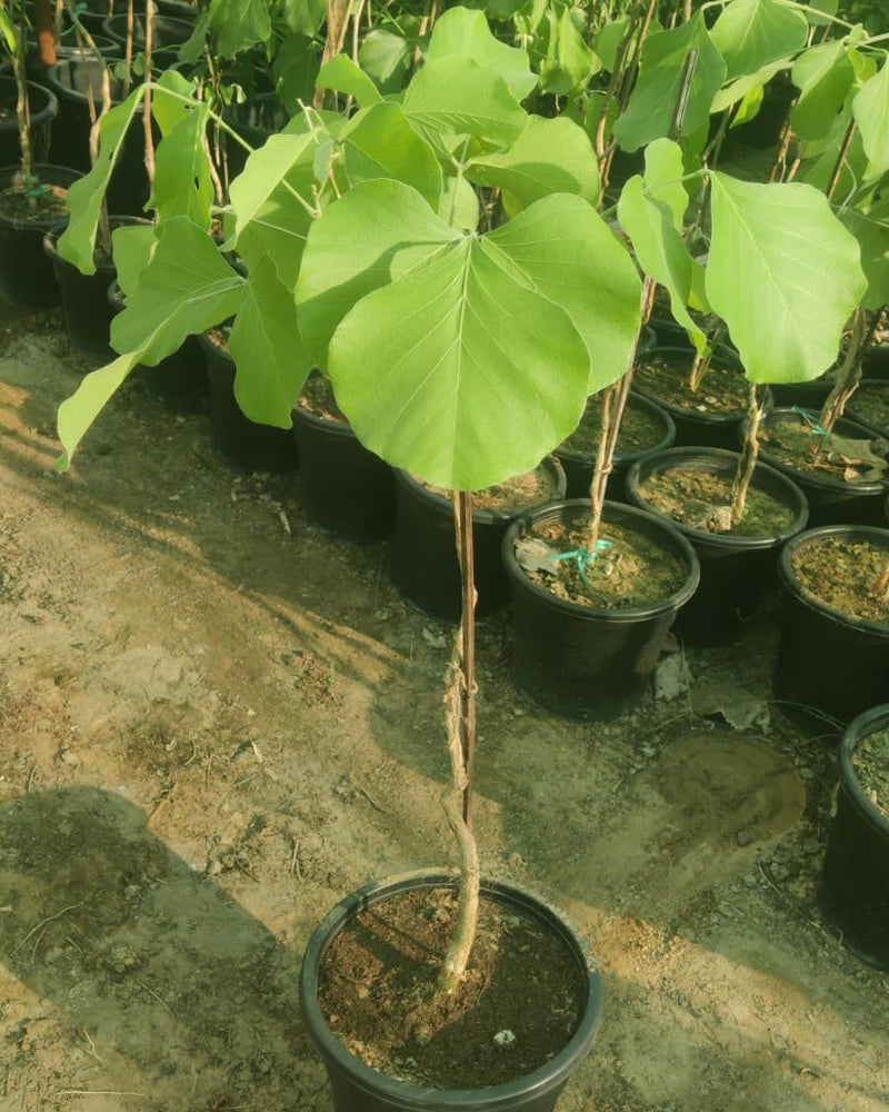 9 Devotional Plants Combo – Navaratri