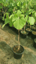 9 Devotional Plants Combo – Navaratri