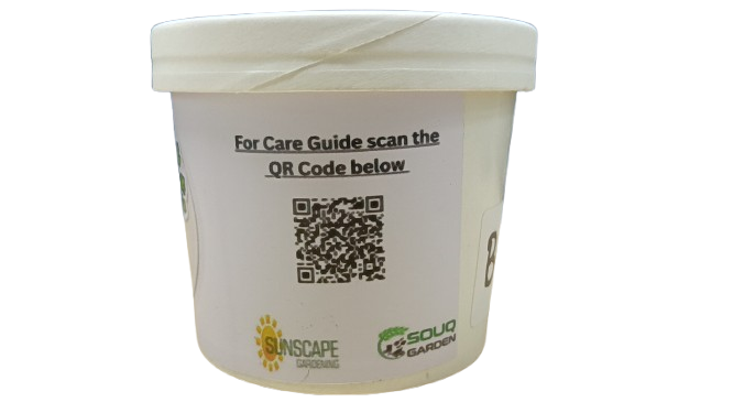 Pot Herbs - Lemon Balm