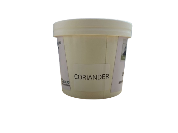 Pot Herb – Coriander