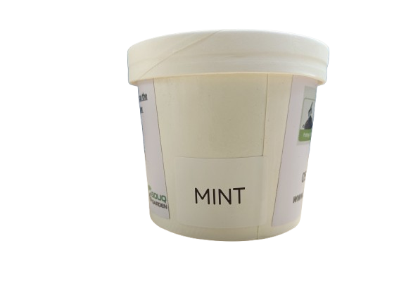 Pot Herb – Mint