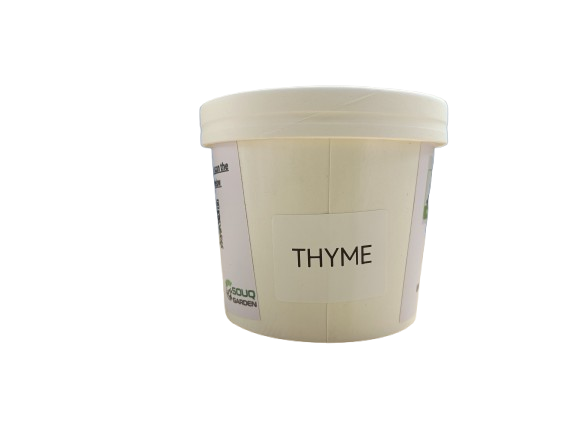 Pot Herb – Thyme