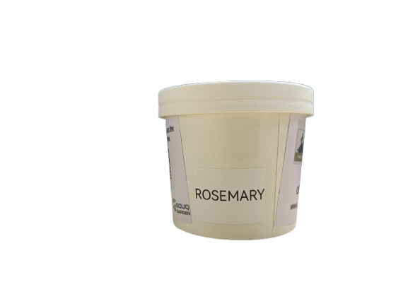 Pot Herb – Rosemary