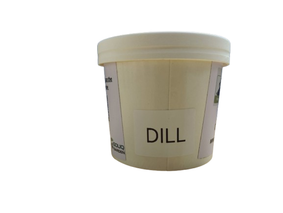 Pot Herb – Dill