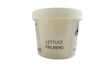 Pot Herb – Lettuce