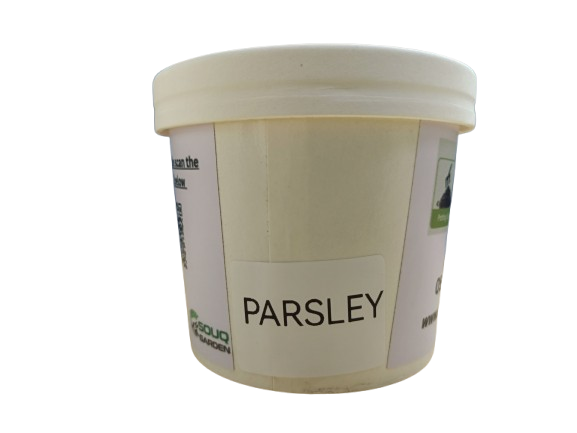 Pot herbs - Parsley