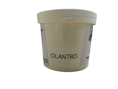 Pot Herbs - Cilantro