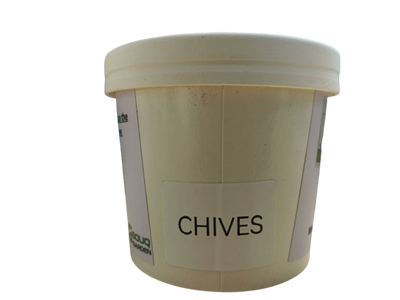 Pot Herbs - Chives