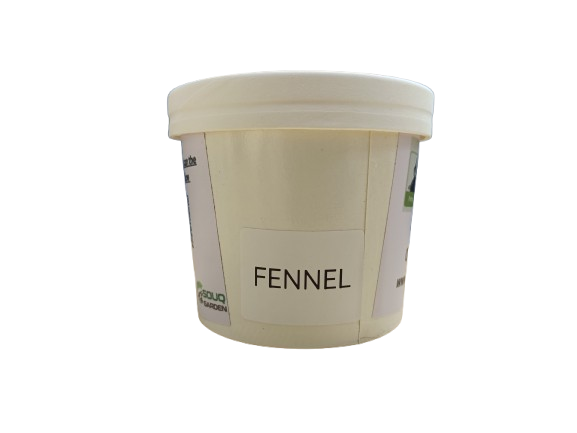 Pot Herbs - Fennel