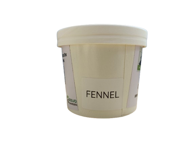 Pot Herbs - Fennel