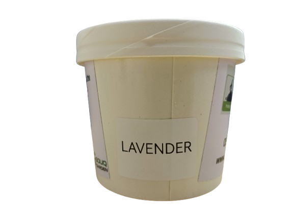 Pot Herbs - Lavender