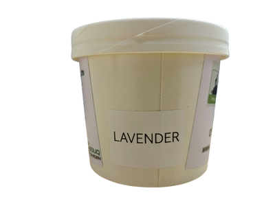 Pot Herbs - Lavender