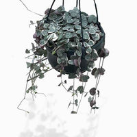 String of Hearts