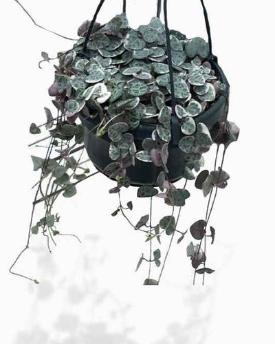 String of Hearts trailing succulent heart leaves hanging basket Dubai UAE Souq Garden