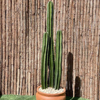 Cactus San Pedro