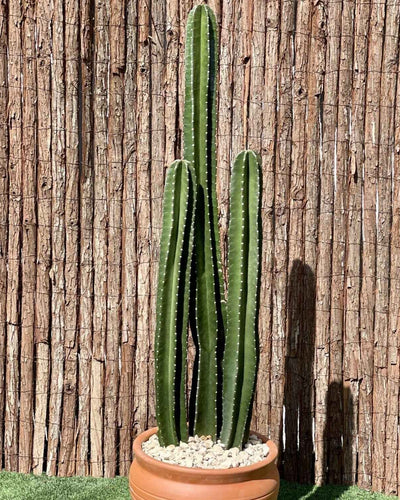 Cactus San Pedro tall columnar desert plant outdoor Dubai UAE Souq Garden