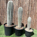 Saguaro Cactus