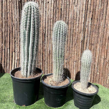 Saguaro Cactus