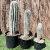Saguaro Cactus