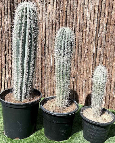 Saguaro Cactus