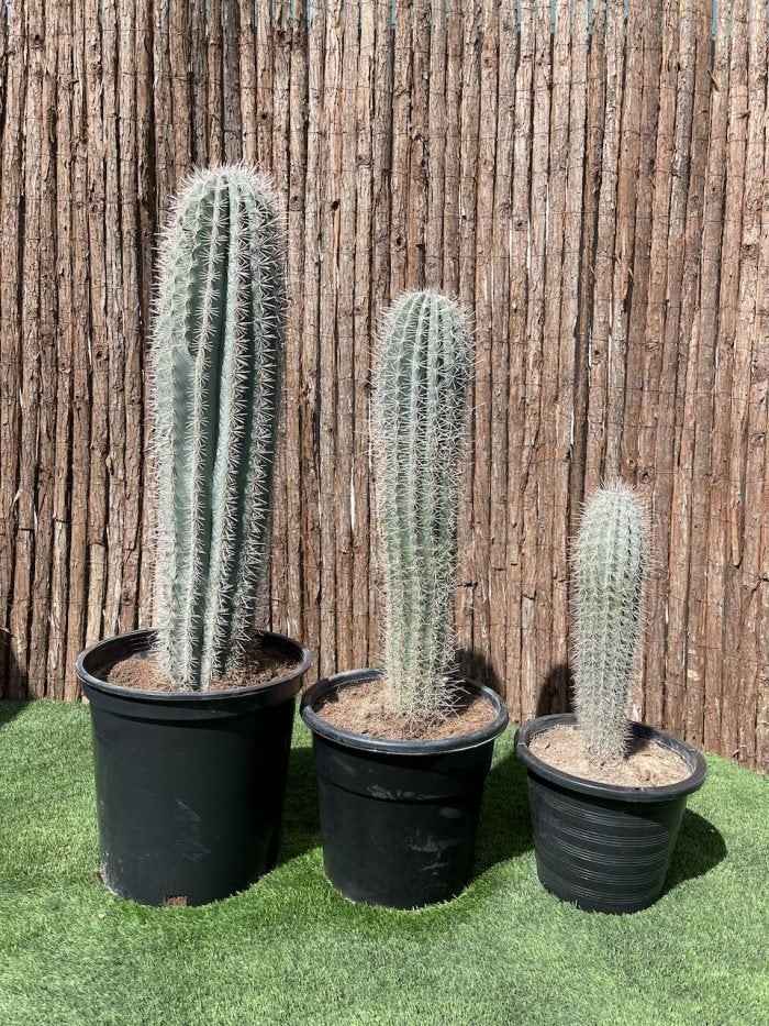 Saguaro Cactus