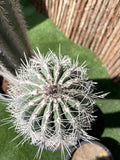 Saguaro Cactus