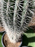 Saguaro Cactus