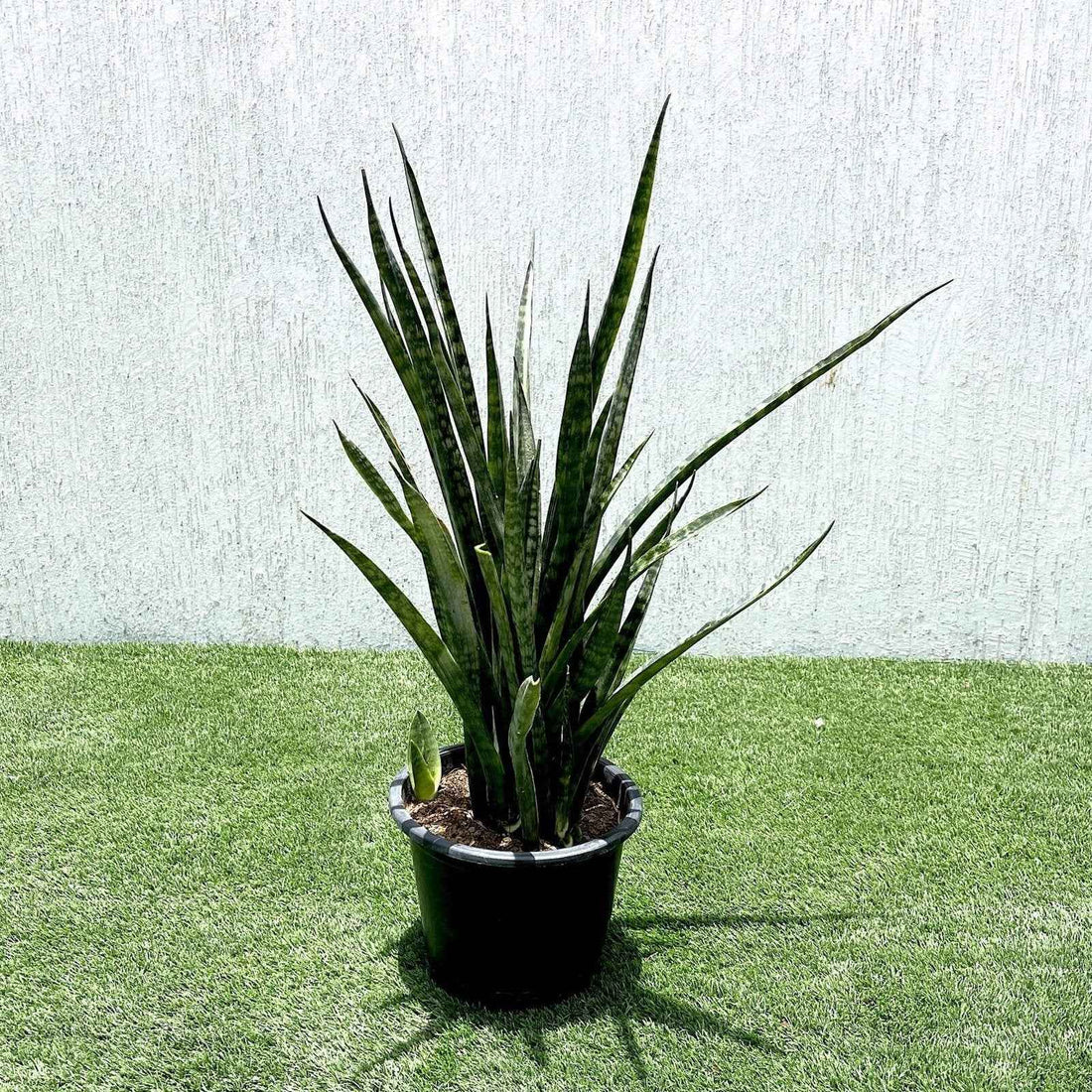 Sansevieria