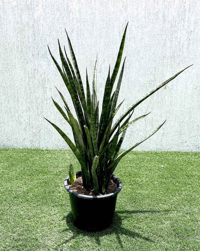 Sansevieria