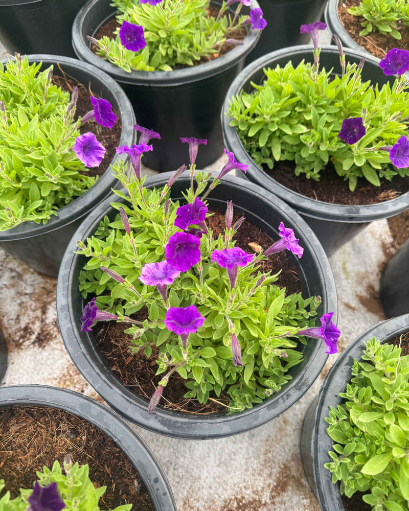 Petunia Hybrid