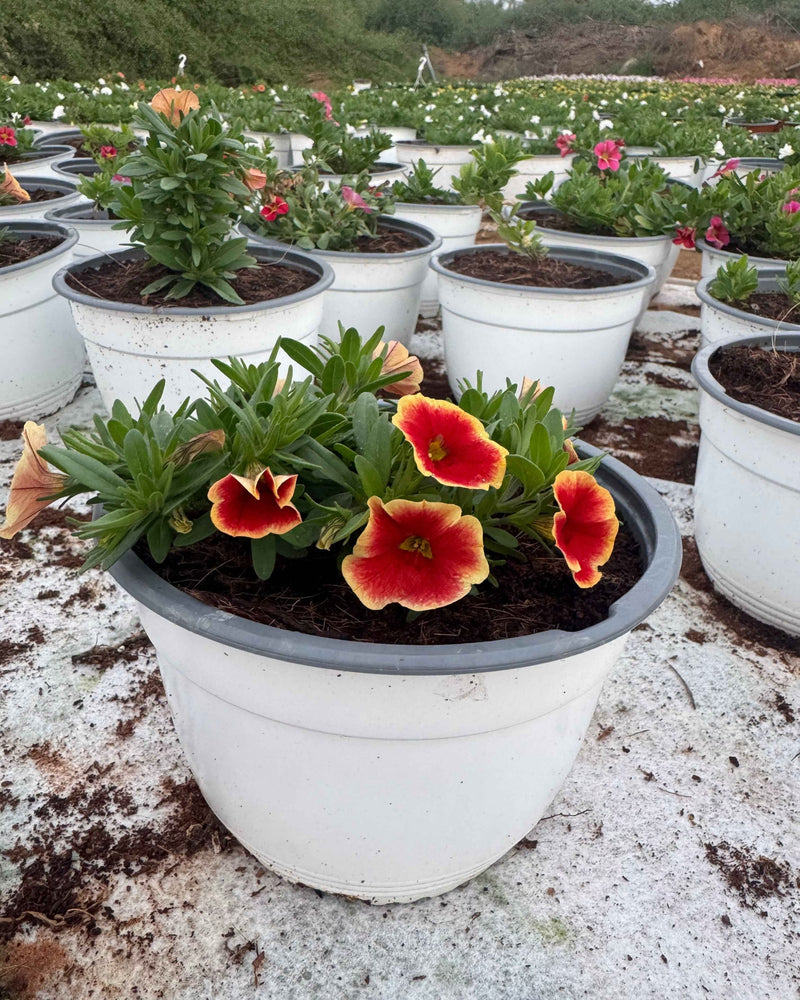 Petunia Hybrid