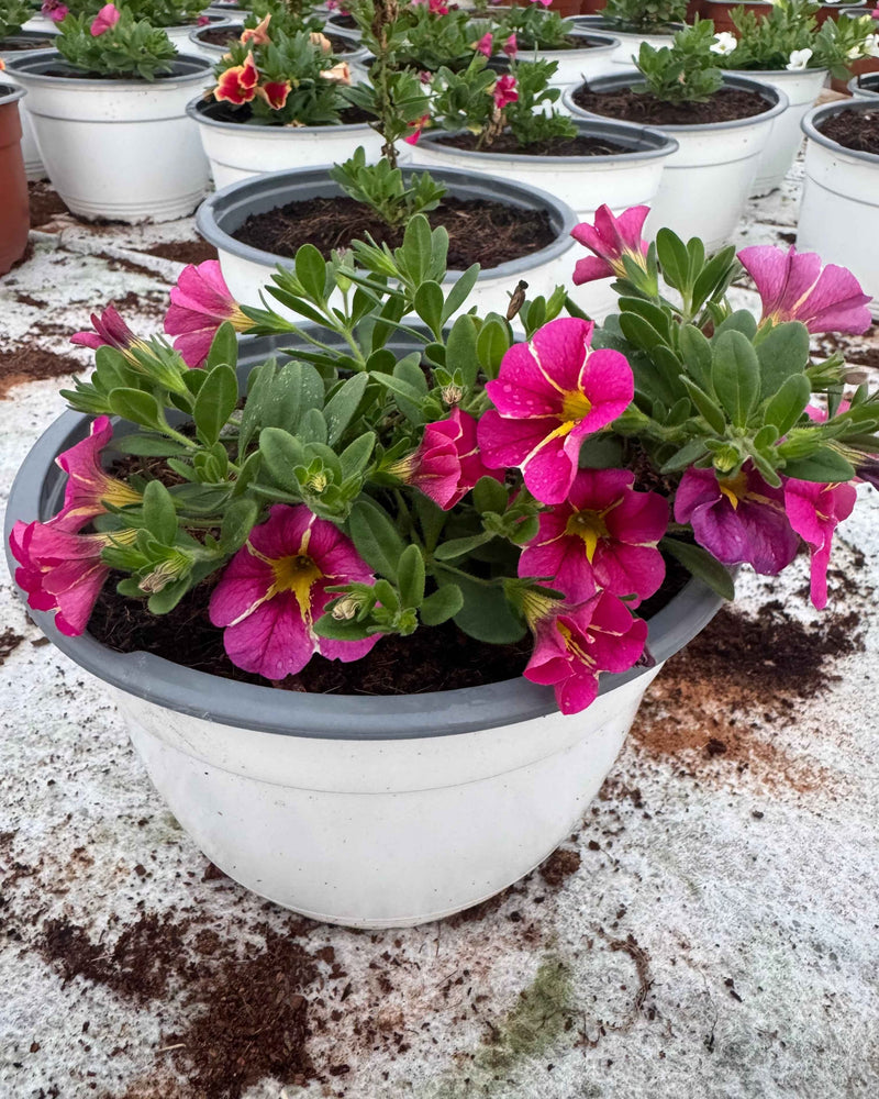 Petunia Hybrid