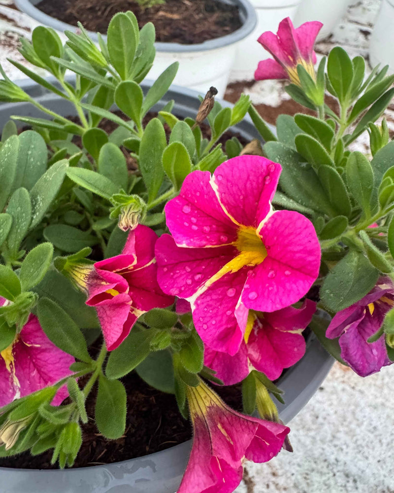 Petunia Hybrid