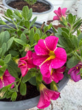Petunia Hybrid