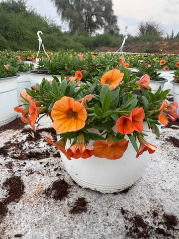 Petunia Hybrid