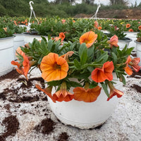 Petunia Hybrid
