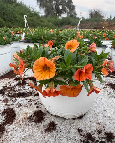 Petunia Hybrid