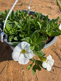 Petunia Hybrid