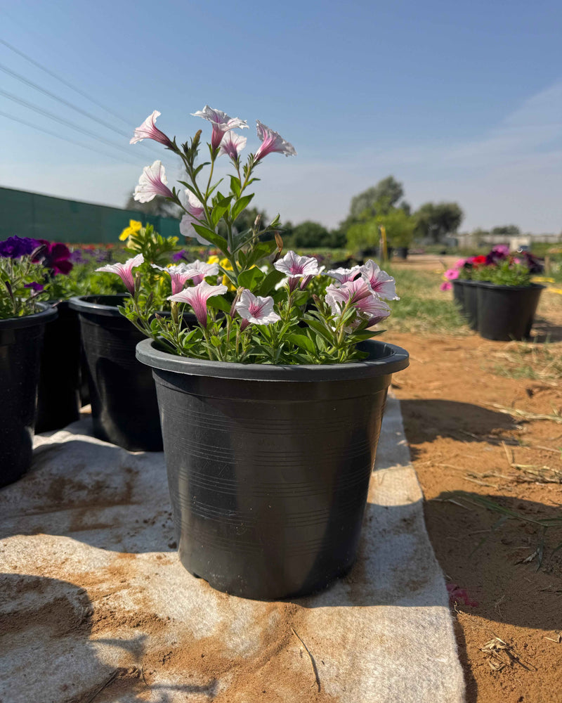 Petunia Hybrid