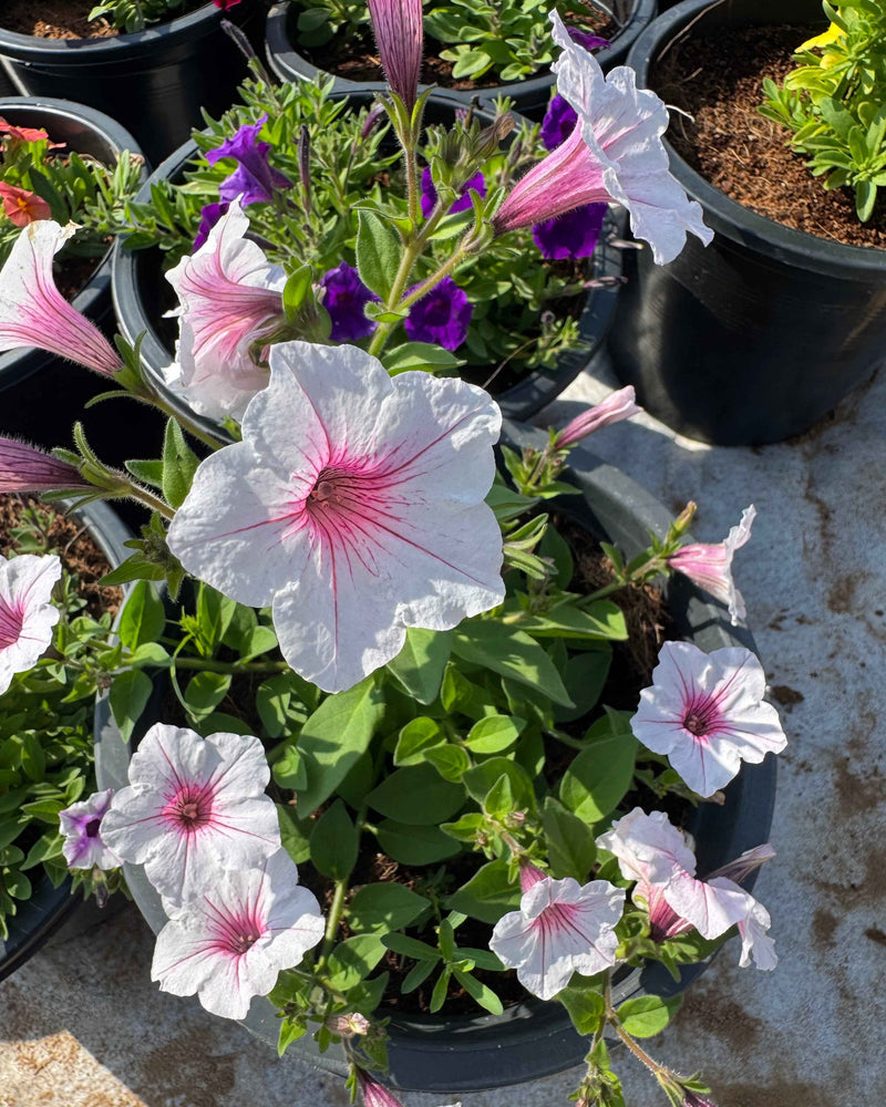 Petunia Hybrid